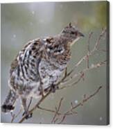Ruffed Grouse In Winter Snow Canvas Print