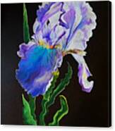 Ruffled Iris Canvas Print