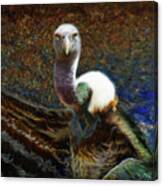 Ruppell's Vulture Canvas Print