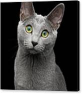 Russian Blue Cat With Amazing Green Eyes On Isolated Black Backg Canvas Print