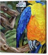 Safari Parrot Canvas Print