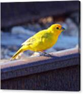 Saffron Finch Canvas Print