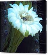 Saguaro Flower Canvas Print