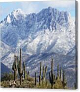 Saguaros At Four Peaks With Snow Canvas Print