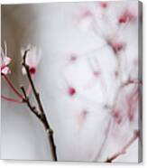 Sakura #290 Canvas Print