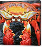 Sally Lightfoot Crab Canvas Print
