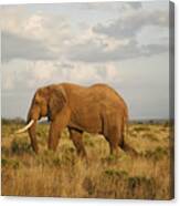 Samburu Giant Canvas Print