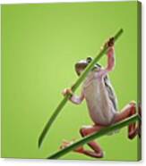 Samurai Frog

#froggy 
#frog Canvas Print