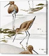 Sand Pipers 1 Canvas Print