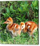 Sandhill Crane Chicks 002 Canvas Print