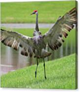 Sandhill Crane Courtship Dance 6 Canvas Print