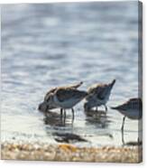 Sandpipers Canvas Print