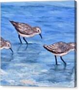 Sandpipers Canvas Print