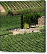 Sangiovese Vineyard Canvas Print