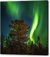 Sapmi Park Tree Under The Northern Lights Karasjok Norway Canvas Print