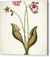 Sarracena Canadensis Botanical Print Canvas Print