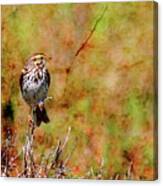 Savannah Sparrow . Texture . Square . 40d5883 Canvas Print