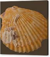 Scallop Shell With Guests Transparency Canvas Print