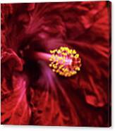 Scarlet Hibiscus Canvas Print