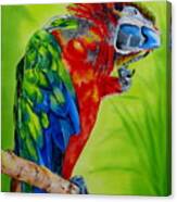 Scarlet Macaw Canvas Print