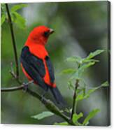 Scarlet Tanager Canvas Print