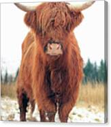 Scottish Red Highland Coo Canvas Print
