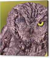 Screech Owl Canvas Print