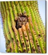 Screech Owl In Saguaro Canvas Print