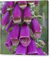 Scruffy Foxglove Canvas Print