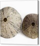 Sea Urchin Shells Canvas Print