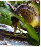 Sea Horses Are The Most Amazing Canvas Print