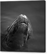 Sea Lion V Bw Canvas Print