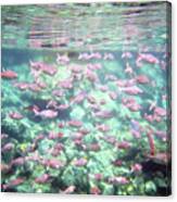 Sea Of Fish 2 Canvas Print
