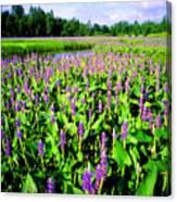 Sea Of Pickerelweed Canvas Print