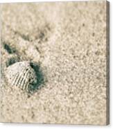 Sea Shell On Beach Canvas Print