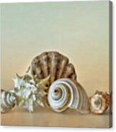 Sea Shells By The Seashore Canvas Print