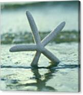 Sea Star Vert Canvas Print