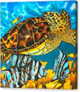 Sea Turtle And Atlantic Spadefish Canvas Print