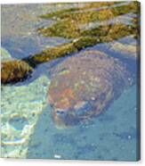 Sea Turtle Under Water Canvas Print