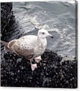 Seagull And Mussels Canvas Print