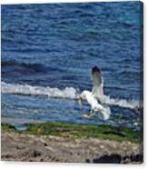 Seagull Canvas Print