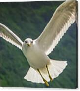 Seagull At The Fjord Canvas Print