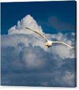 Seagull High Over The Clouds Canvas Print