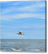 Seagull In Flight Canvas Print