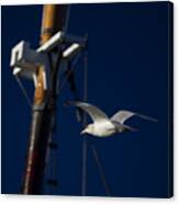 Seagull Of Mystic Ct Canvas Print