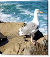 Seagull On Jetty Canvas Print
