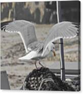 Seagull Canvas Print