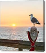 Seagull Watching The Sunset Canvas Print
