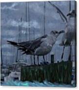 Seagulls Canvas Print