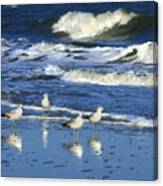 Seagulls In The Tide Canvas Print